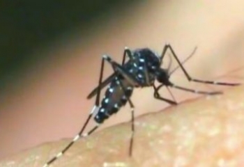 Risco para gestantes: infecções pelo Aedes aegypti podem levar a complicações no parto