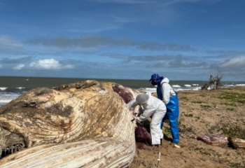 Baleia-Jubarte é encontrada morta na praia de Santa Clara