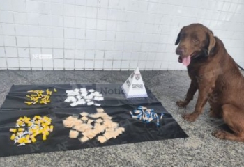 Operação com cães farejadores resulta em apreensão de drogas, em Guarus