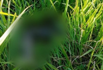 Quatro dias após acidente, família encontra perna de jovem morta na BR-356