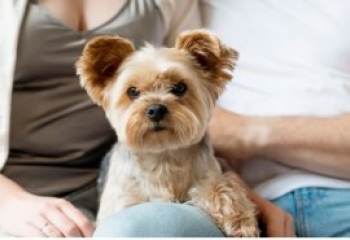 Aprovada guarda compartilhada de pets em divórcios