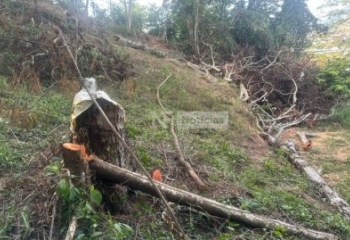 Polícia Ambiental constata corte ilegal de árvores em São Fidélis