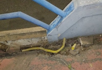 Dupla é detida por suspeita de furto de cabos na 28 de Março