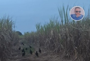 Homem desaparece após sair do trabalho e é encontrado morto em canavial de SJB