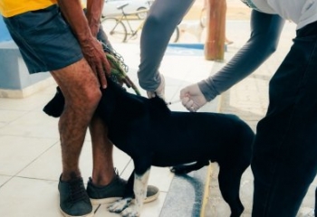 São João da Barra avança com campanha de vacinação contra a raiva para cães e gatos
