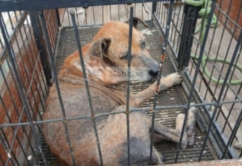Cachorro é encontrado desnutrido e ferido dentro de casa em Guarus