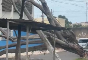 Queda de árvore deixa moradores sem energia em Guarus 