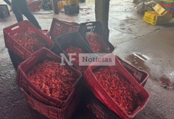 Operação interdita galpão utilizado para defumação clandestina de camarão em Campos