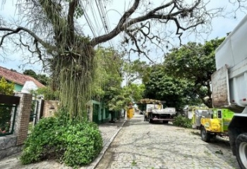 Secretaria de Meio Ambiente realiza poda de árvores no Centro de Campos