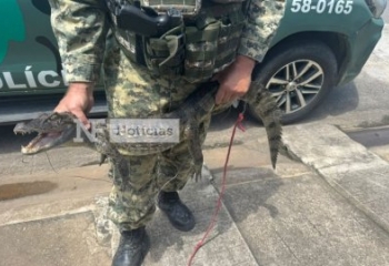Polícia apreende jacaré e pássaros silvestres em residência de Guarus