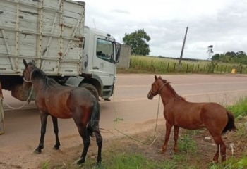 CCZ recolhe cavalos e bois em vias públicas e alerta para riscos no trânsito