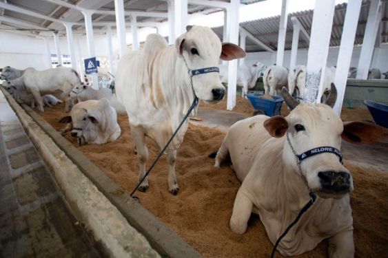 65ª ExpoAgro de Campos começa nesta semana com mais de 700 animais