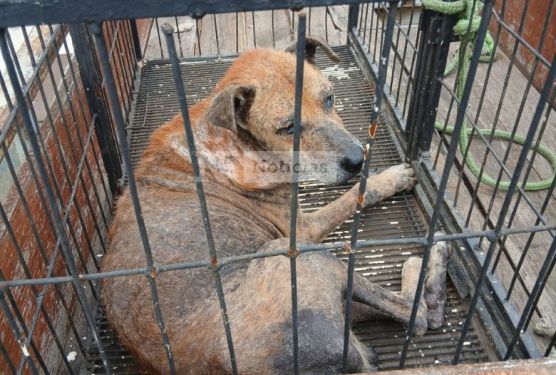 Cachorro é encontrado desnutrido e ferido dentro de casa em Guarus
