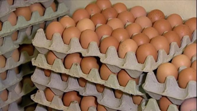 Consumo de ovos quase dobra no Brasil em 15 anos e deve atingir novo recorde em 2026
